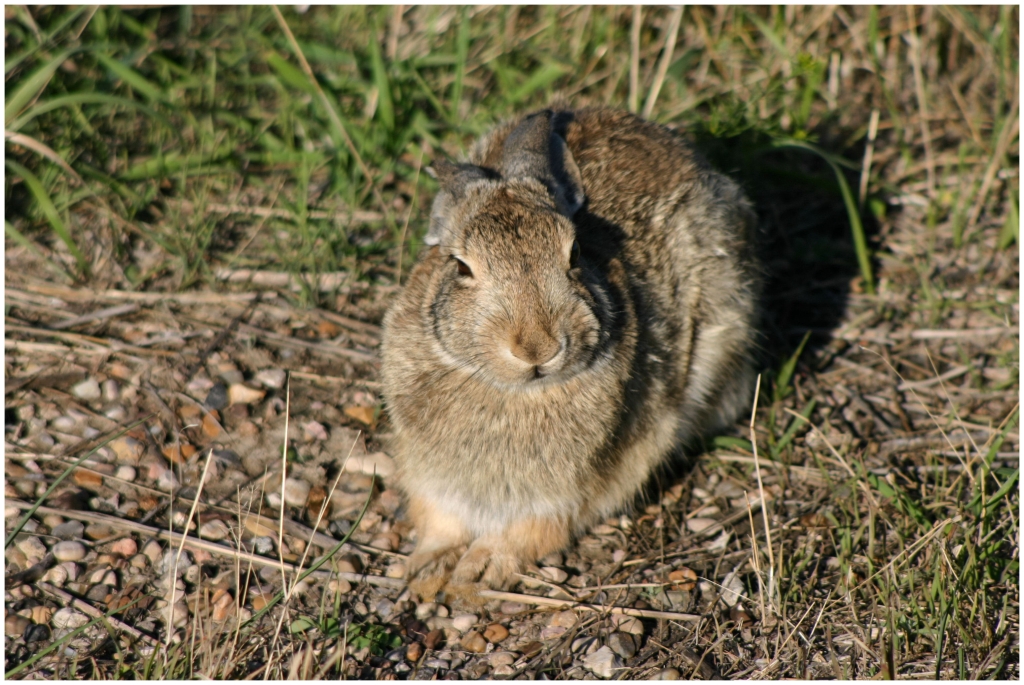 06 - Badlands NP (13).jpg